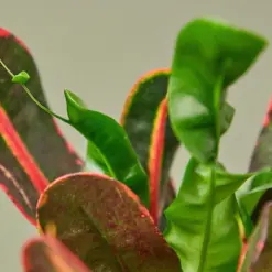 Croton Mammy — leaf detail close-up