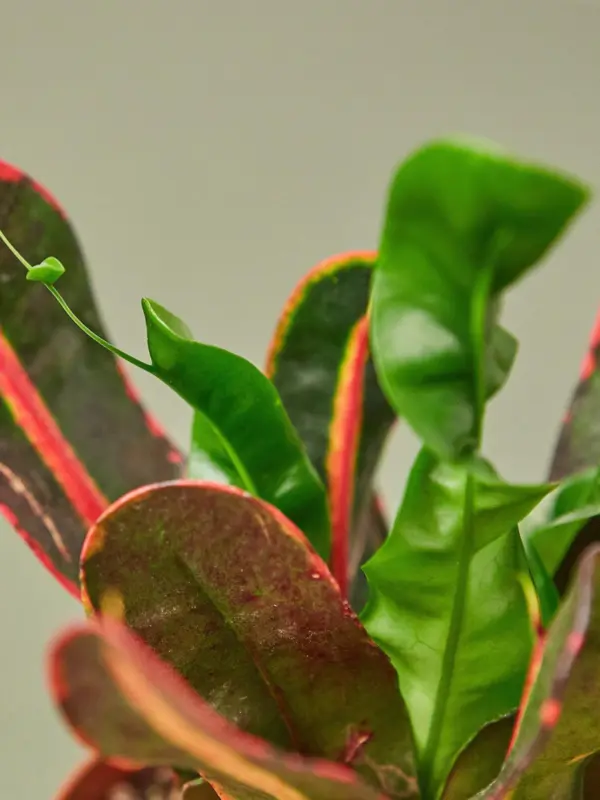 Croton Mammy — leaf detail close-up