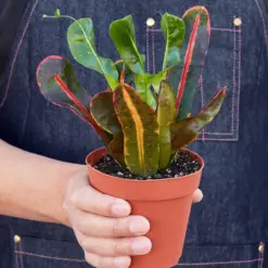Croton Mammy — held in hand for size reference