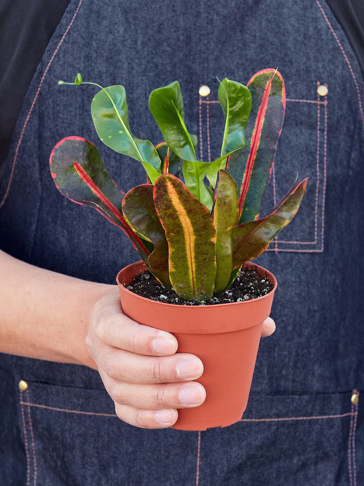 Croton Mammy — held in hand for size reference