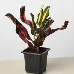 Croton Mammy — additional view
