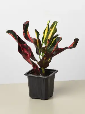 Croton Mammy — additional view