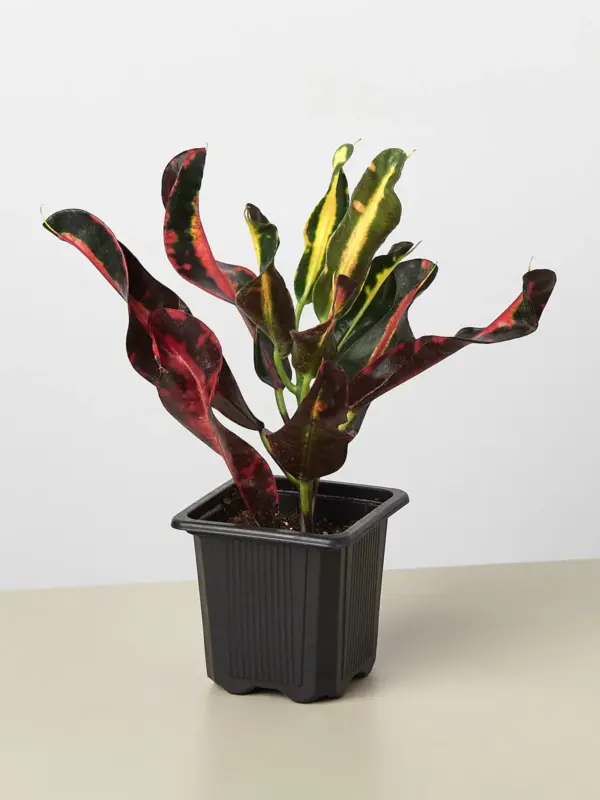 Croton Mammy — additional view