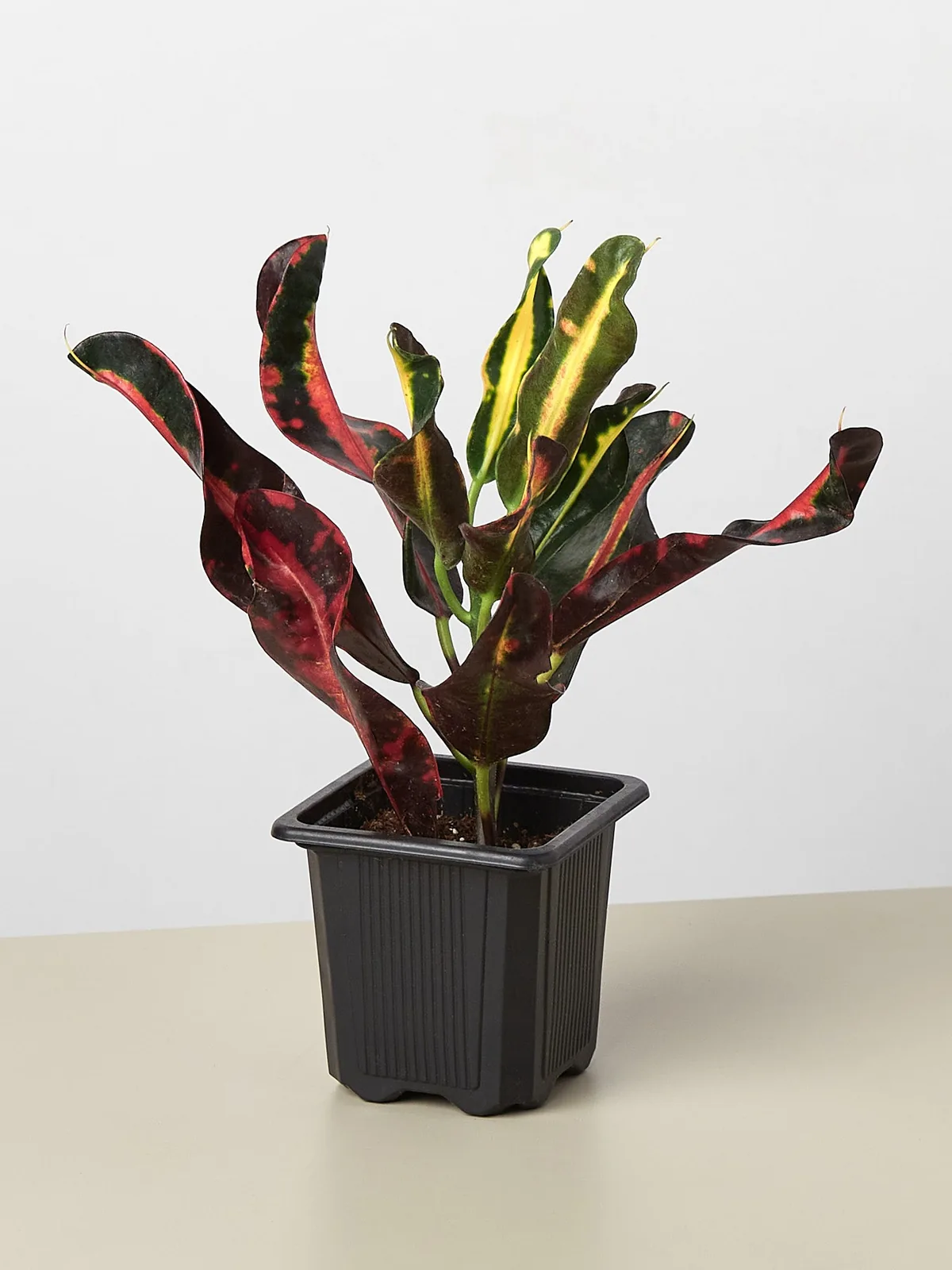 Croton Mammy — additional view
