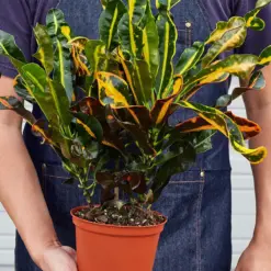Croton Mammy — held in hand for size reference