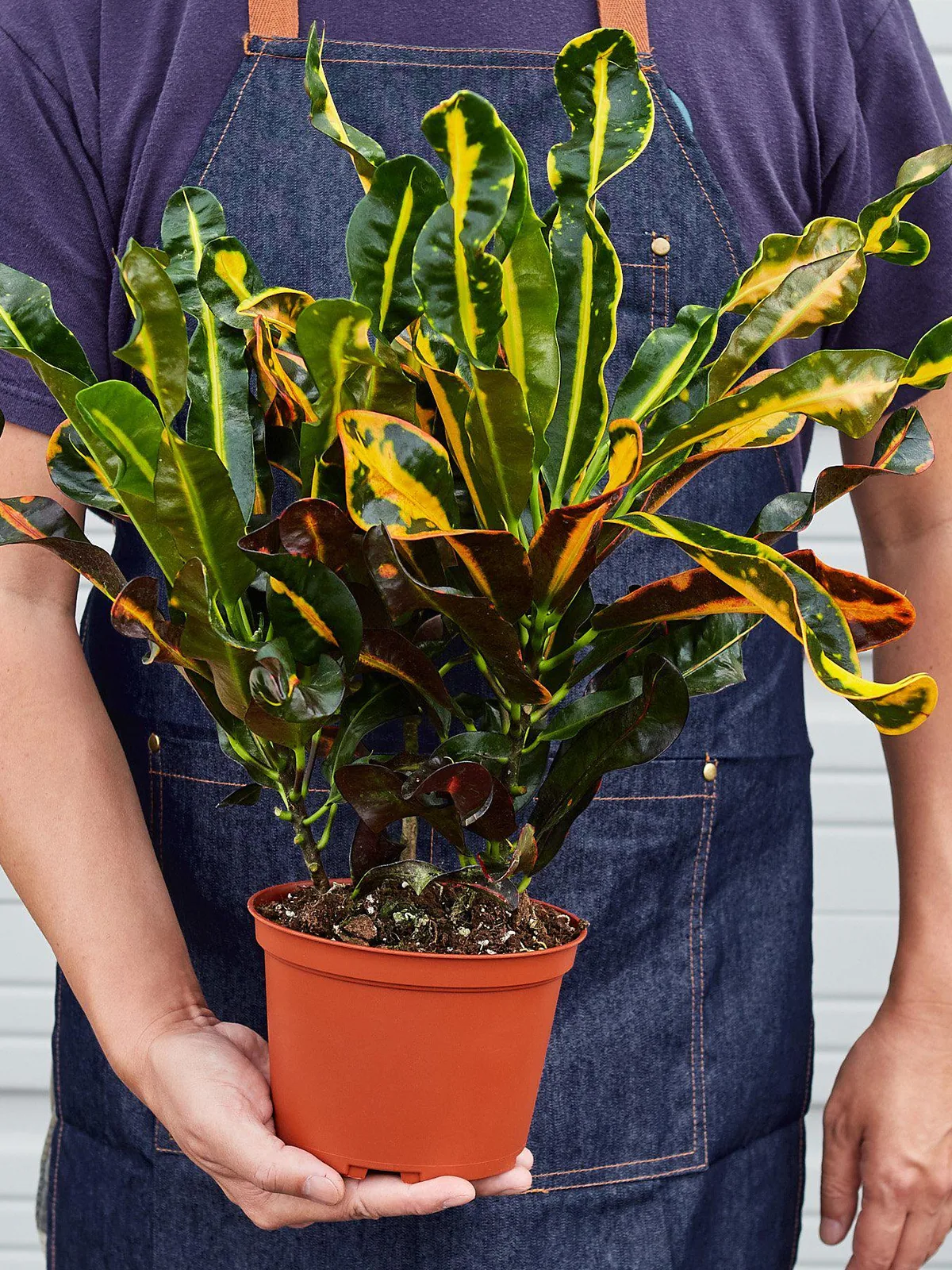 Croton Mammy — held in hand for size reference