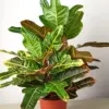 Croton 'Oakleaf' houseplant