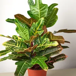 Croton 'Oakleaf' houseplant