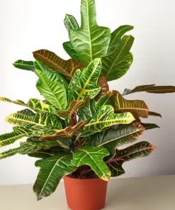 Croton 'Oakleaf' houseplant