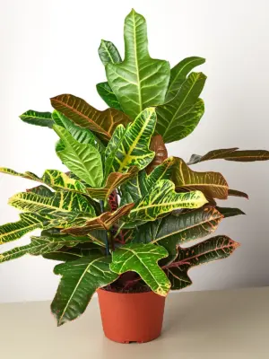 Croton 'Oakleaf' houseplant