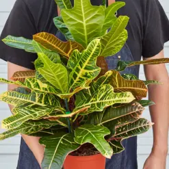Croton 'Oakleaf' — held in hand for size reference