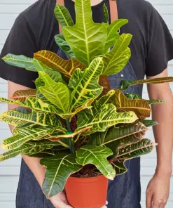 Croton 'Oakleaf' — held in hand for size reference