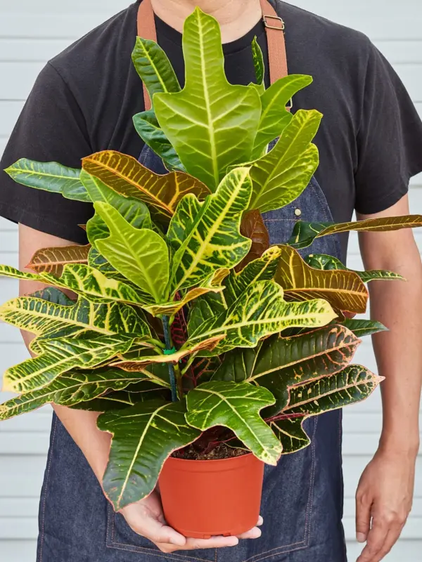 Croton 'Oakleaf' — held in hand for size reference