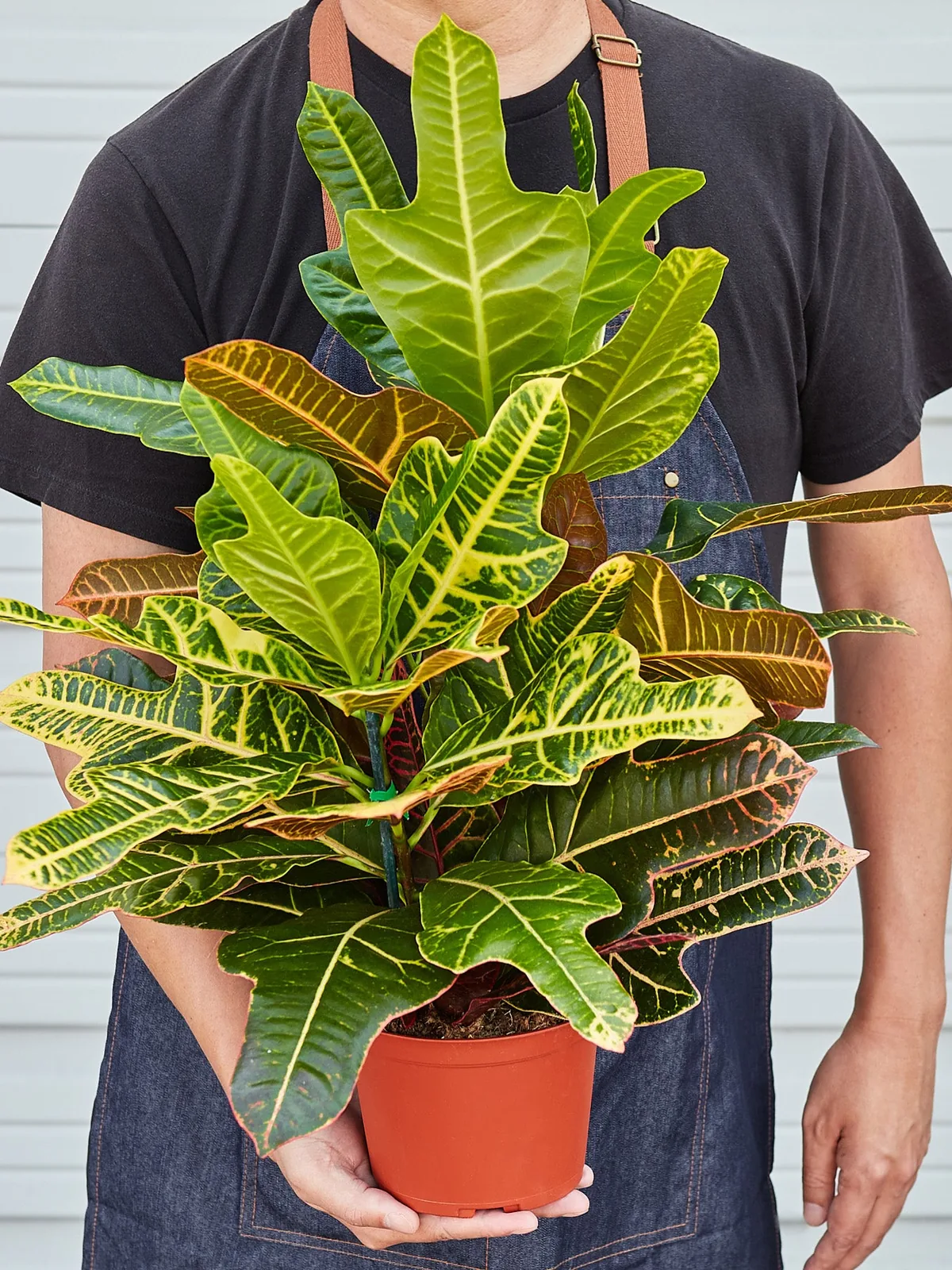 Croton 