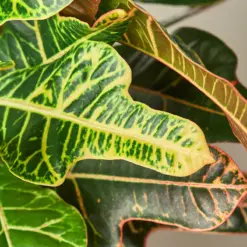 Croton 'Oakleaf' — leaf detail close-up