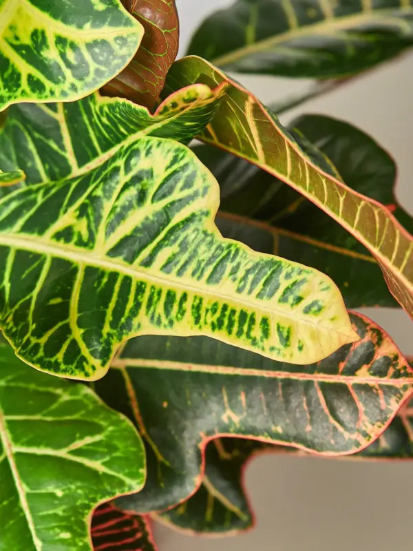 Croton 'Oakleaf' — leaf detail close-up