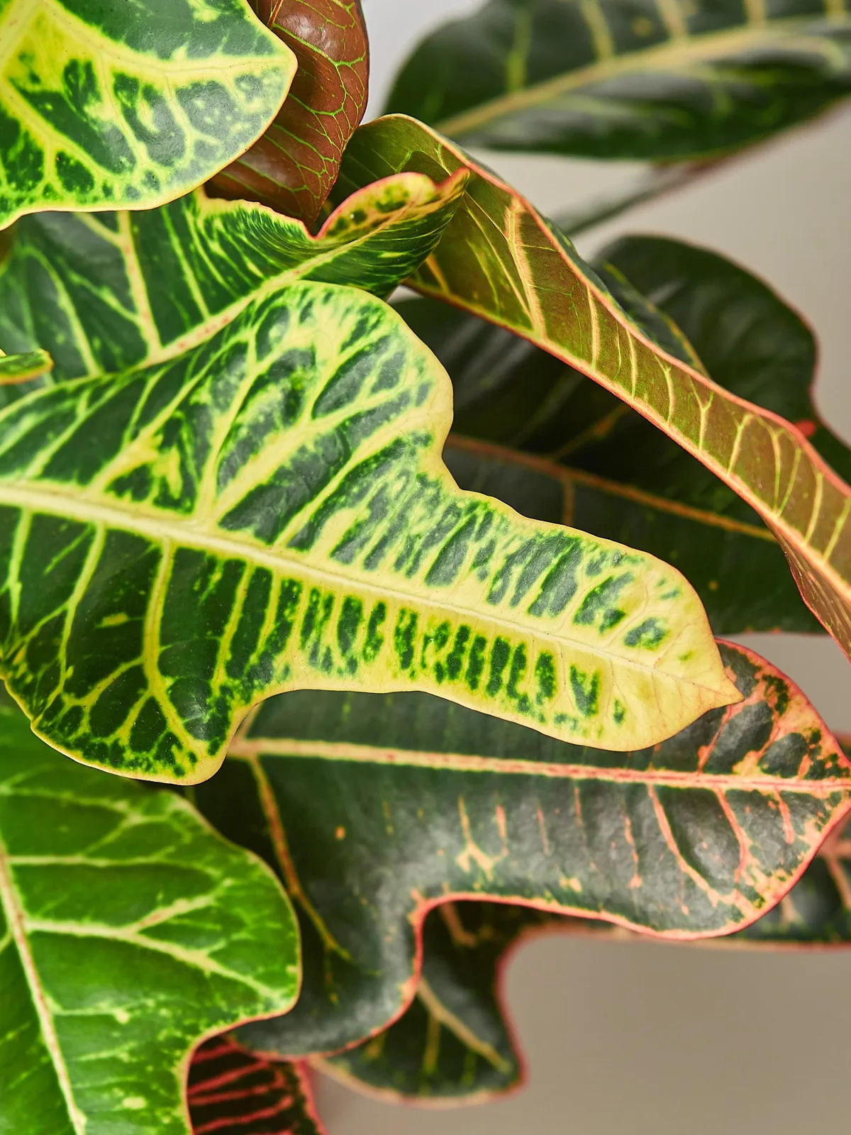 Croton 