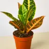 Croton Petra 'Joseph's Coat' houseplant