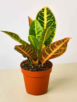 Croton Petra 'Joseph's Coat' houseplant