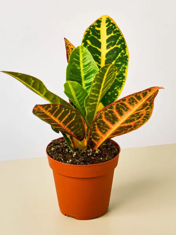 Croton Petra 'Joseph's Coat' houseplant
