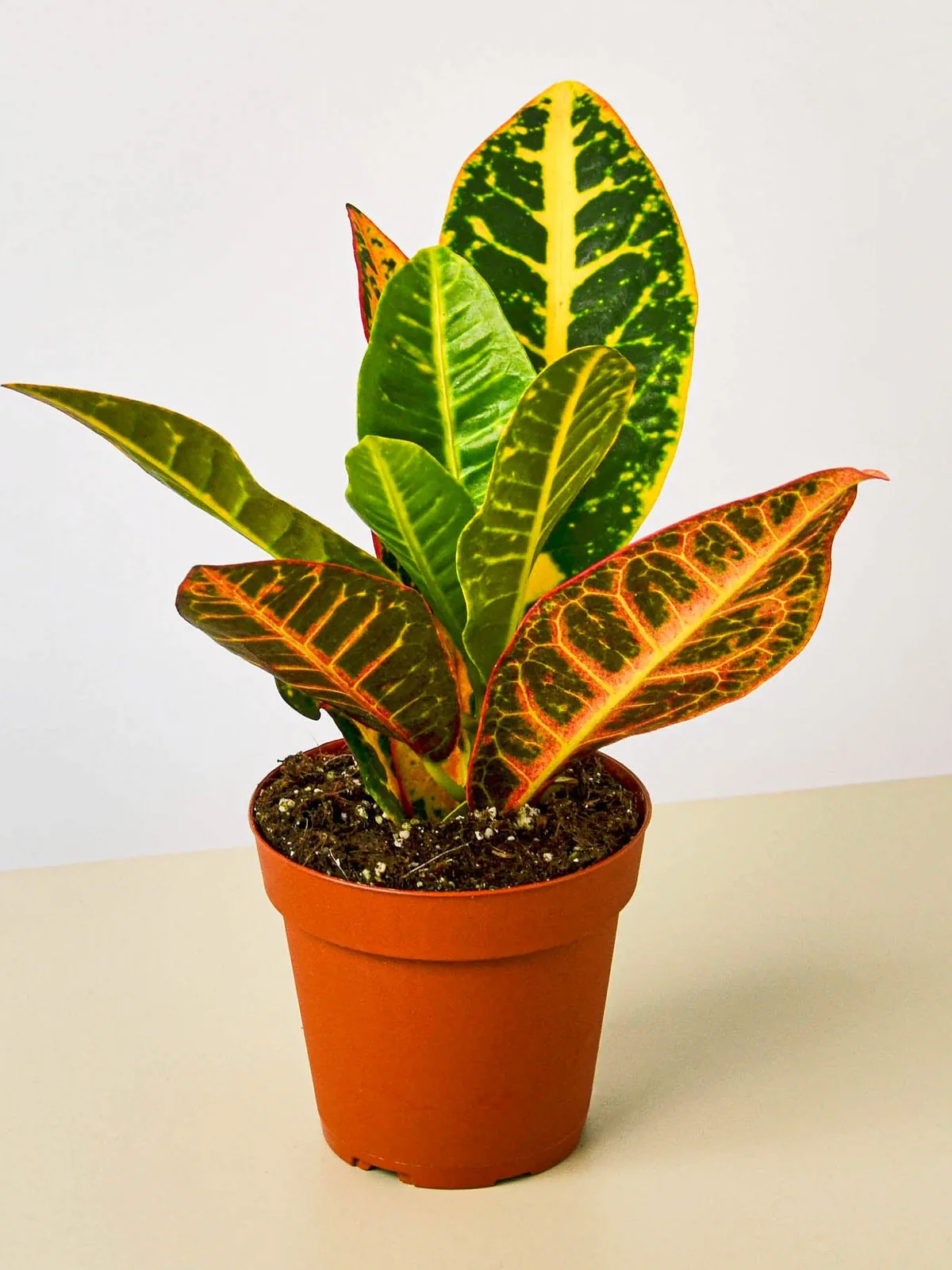 Croton Petra 