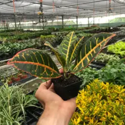 Croton Petra 'Joseph's Coat' — additional view