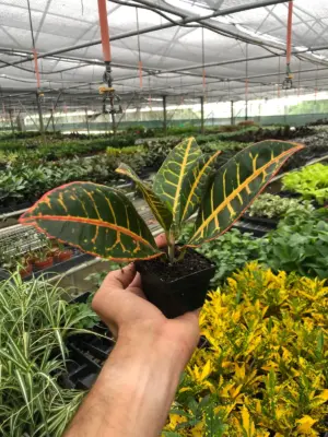 Croton Petra 'Joseph's Coat' — additional view