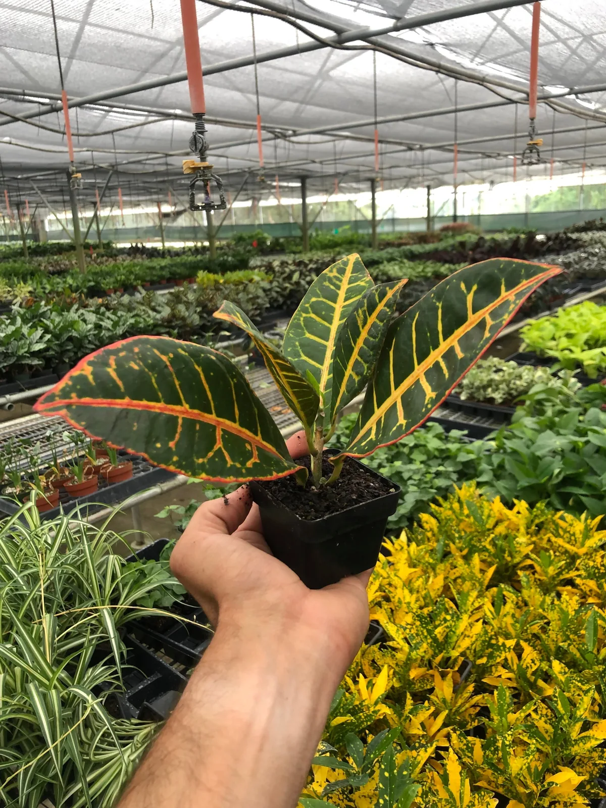 Croton Petra 