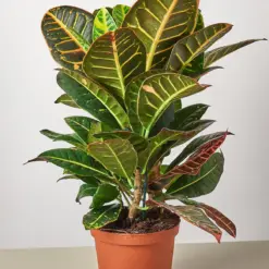 Croton Petra 'Joseph's Coat' — additional view