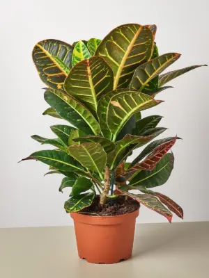 Croton Petra 'Joseph's Coat' — additional view