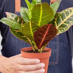 Croton Petra 'Joseph's Coat' — held in hand for size reference