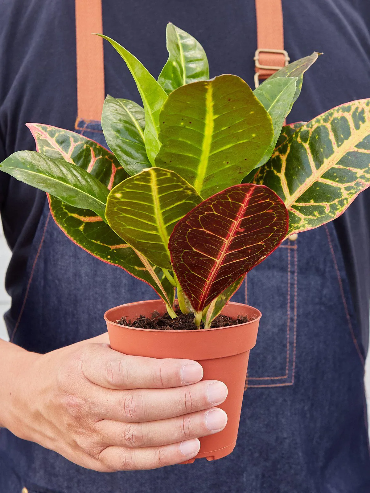 Croton Petra 