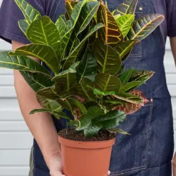 Croton Petra 'Joseph's Coat' — held in hand for size reference