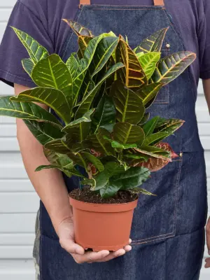 Croton Petra 'Joseph's Coat' — held in hand for size reference