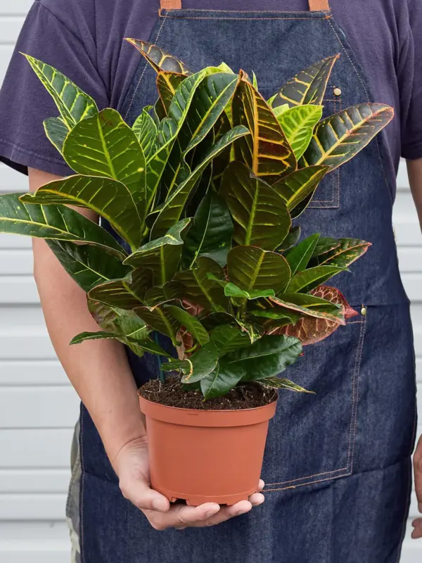 Croton Petra 'Joseph's Coat' — held in hand for size reference
