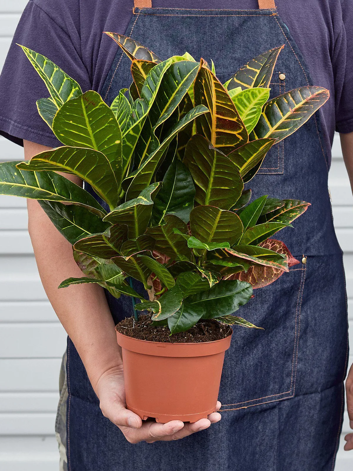Croton Petra 