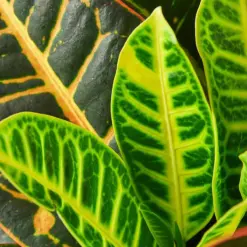Croton Petra 'Joseph's Coat' — leaf detail close-up