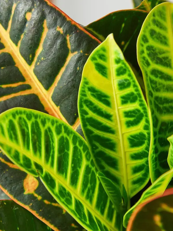Croton Petra 'Joseph's Coat' — leaf detail close-up