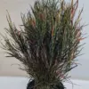Croton 'Picasso' houseplant