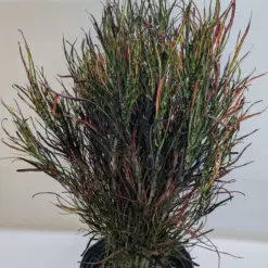 Croton 'Picasso' houseplant