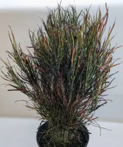 Croton 'Picasso' houseplant