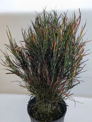 Croton 'Picasso' houseplant