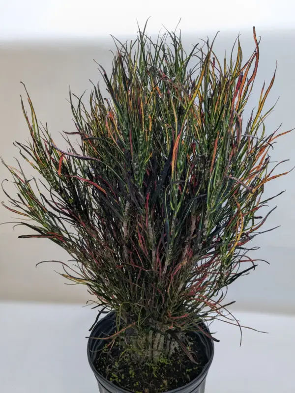 Croton 'Picasso' houseplant