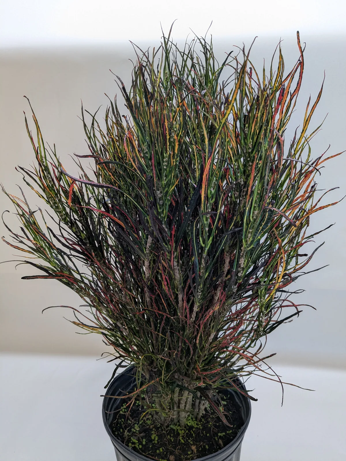 Croton 