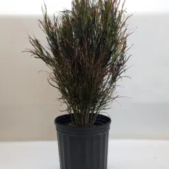 Croton 'Picasso' — additional view
