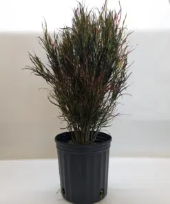 Croton 'Picasso' — additional view
