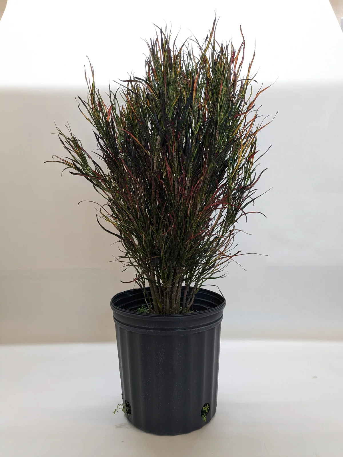 Croton 