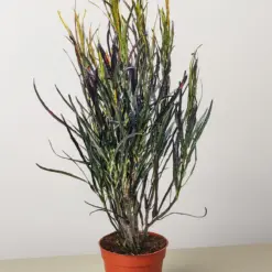 Croton 'Picasso' — additional view
