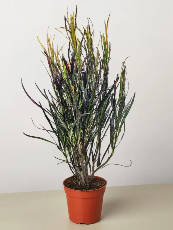 Croton 'Picasso' — additional view