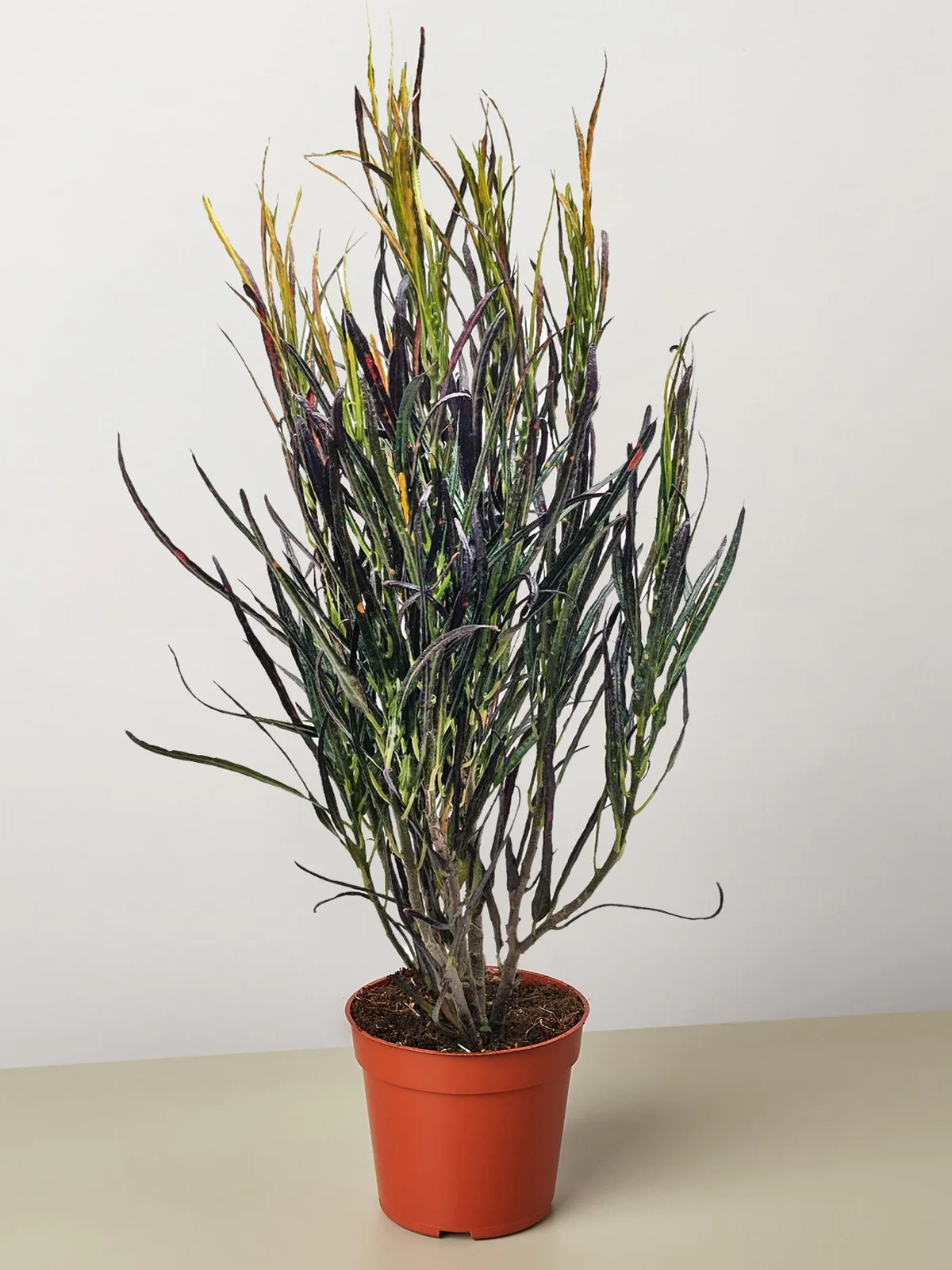 Croton 